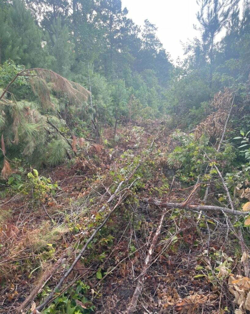 Tree removal in progress with cut branches and brush cleared along a wooded corridor